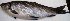  ( - MAHF317)  @11 [ ] Copyright (2020) PHCDBS Paul Hebert Centre for DNA Barcoding and Biodiversity Studies