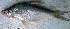  ( - MAHN2112)  @11 [ ] Copyright (2020) PHCDBS Paul Hebert Centre for DNA Barcoding and Biodiversity Studies