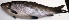  ( - NAR887)  @11 [ ] Copyright (2020) PHCDBS Paul Hebert Centre for DNA Barcoding and Biodiversity Studies