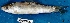  ( - MAHN122)  @11 [ ] Copyright (2018) PHCDBS Paul Hebert Centre For DNA Barcoding and Biodiversity Studies