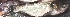  ( - MAHN2020)  @11 [ ] Copyright (2019) PHCDBS Paul Hebert Centre for DNA Barcoding and Biodiversity studies