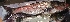 ( - MAHN2022)  @11 [ ] Copyright (2019) PHCDBS Paul Hebert Centre for DNA Barcoding and Biodiversity studies