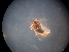  ( - NIBGE HOP-00839)  @12 [ ] CreativeCommons - Attribution Non-Commercial Share-Alike (2013) S. Mirza National Institute for Biotechnology and Genetic Engineering Faisalabad Pakistan