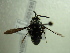  ( - NIBGE HYM-00198)  @12 [ ] CreativeCommons - Attribution Non-Commercial Share-Alike (2010) Muhammad Ashfaq National Institute for Biotechnology and Genetic Engineering Faisalabad Pakistan