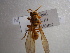  ( - NIBGE HYM-00287)  @13 [ ] CreativeCommons - Attribution Non-Commercial Share-Alike (2010) Muhammad Ashfaq National Institute for Biotechnology and Genetic Engineering Faisalabad Pakistan