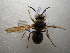  ( - NIBGE HYM-00530)  @11 [ ] CreativeCommons - Attribution Non-Commercial Share-Alike (2011) Muhammad Ashfaq National Institute for Biotechnology and Genetic Engineering Faisalabad Pakistan