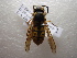  ( - NIBGE HYM-00531)  @11 [ ] CreativeCommons - Attribution Non-Commercial Share-Alike (2011) Muhammad Ashfaq National Institute for Biotechnology and Genetic Engineering Faisalabad Pakistan