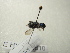  (Osmia ma01 - NIBGE HYM-00610)  @12 [ ] CreativeCommons - Attribution Non-Commercial Share-Alike (2011) Muhammad Ashfaq National Institute for Biotechnology and Genetic Engineering Faisalabad Pakistan