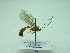  (Ophion sp. 2 - NIBGE HYM-0713)  @13 [ ] CreativeCommons - Attribution Non-Commercial Share-Alike (2011) Muhammad Ashfaq National Institute for Biotechnology and Genetic Engineering Faisalabad Pakistan