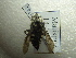  ( - NIBGE HYM-00781)  @12 [ ] CreativeCommons - Attribution Non-Commercial Share-Alike (2012) Muhammad Ashfaq National Institute for Biotechnology and Genetic Engineering Faisalabad Pakistan