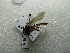  ( - NIBGE HYM-01065)  @12 [ ] CreativeCommons - Attribution Non-Commercial Share-Alike (2012) M. Sajjad Mirza National Institute for Biotechnology and Genetic Engineering Faisalabad Pakistan