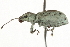  (Myllocerus - NIBGE IMB-00088)  @14 [ ] CreativeCommons - Attribution Non-Commercial (2009) Muhammad Ashfaq, NIBGE Unspecified