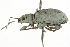  (Myllocerus - NIBGE IMB-00092)  @14 [ ] CreativeCommons - Attribution Non-Commercial (2009) Muhammad Ashfaq, NIBGE Unspecified