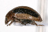  ( - NIBGE IMB-00095)  @13 [ ] CreativeCommons - Attribution Non-Commercial (2009) Muhammad Ashfaq, NIBGE Unspecified