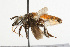  (Megachile lanata - NIBGE IMB-00131)  @15 [ ] CreativeCommons - Attribution Non-Commercial (2009) Muhammad Ashfaq, NIBGE Unspecified
