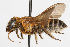  (Megachile bicolor - NIBGE IMB-00132)  @15 [ ] CreativeCommons - Attribution Non-Commercial (2009) Muhammad Ashfaq, NIBGE Unspecified