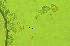  (Melampsora medusaetremuloidea - 822MMT-POT-CB9.1)  @11 [ ] Copyright (2009) Unspecified Natural Resources Canada