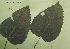  (Melampsora populnea - 892MPO-PTA-FR3.1)  @11 [ ] Copyright (2009) Unspecified Natural Resources Canada