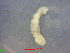  (Branchiobdella parasita - 1_SRB_1)  @11 [ ] cc-by-sa (2020) Biljana Rimcheska Unspecified