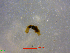  (Branchiobdella parasita - 8_MKD_2)  @11 [ ] cc-by-sa (2020) Biljana Rimcheska Unspecified