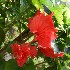  ( - MALHI_0030)  @11 [ ] CreativeCommons - Attribution Non-Commercial Share-Alike (2017) Geeta Selvarajah INTI INTERNATIONAL UNIVERSITY