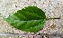  ( - MALHI_0030)  @11 [ ] CreativeCommons - Attribution Non-Commercial Share-Alike (2017) Geeta Selvarajah INTI INTERNATIONAL UNIVERSITY