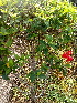  ( - MALHI_0030)  @11 [ ] CreativeCommons - Attribution Non-Commercial Share-Alike (2017) Geeta Selvarajah INTI INTERNATIONAL UNIVERSITY