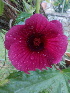  ( - MALHI_0092)  @11 [ ] CreativeCommons - Attribution Non-Commercial Share-Alike (2017) Geeta Selvarajah INTI INTERNATIONAL UNIVERSITY