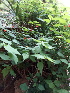  ( - MALHI_0095)  @11 [ ] CreativeCommons - Attribution Non-Commercial Share-Alike (2017) Geeta Selvarajah INTI INTERNATIONAL UNIVERSITY