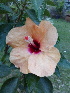  ( - MALHI_0039)  @11 [ ] CreativeCommons - Attribution Non-Commercial Share-Alike (2017) Geeta Selvarajah INTI INTERNATIONAL UNIVERSITY