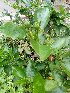 ( - MALHI_0039)  @11 [ ] CreativeCommons - Attribution Non-Commercial Share-Alike (2017) Geeta Selvarajah INTI INTERNATIONAL UNIVERSITY
