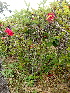  ( - MALHI_0044)  @11 [ ] CreativeCommons - Attribution Non-Commercial Share-Alike (2017) Geeta Selvarajah INTI INTERNATIONAL UNIVERSITY