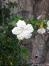  ( - MALHI_0090)  @11 [ ] CreativeCommons - Attribution Non-Commercial Share-Alike (2017) Geeta Selvarajah INTI INTERNATIONAL UNIVERSITY