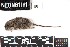  ( - SJER.20180117.R1484.E)  @11 [ ] CreativeCommons - Attribution Share-Alike (2025) Unspecified Arizona State University