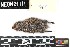  (Lemmus trimucronatus - BARR.20190719.218622.E)  @11 [ ] CreativeCommons - Attribution Share-Alike (2025) Unspecified Arizona State University