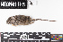  ( - SJER.20190404.R1593.E)  @11 [ ] CreativeCommons - Attribution Share-Alike (2025) Unspecified Arizona State University