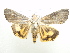  (Hypocala nr. plumicornis - NIBGE MOT-01130)  @13 [ ] CreativeCommons - Attribution Non-Commercial Share-Alike (2011) Muhammad Ashfaq National Institute for Biotechnology and Genetic Engineering Faisalabad Pakistan