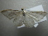  ( - NIBGE MOT-01165)  @13 [ ] CreativeCommons - Attribution Non-Commercial Share-Alike (2011) Muhammad Ashfaq National Institute for Biotechnology and Genetic Engineering Faisalabad Pakistan