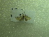  ( - NIBGE MOT-01216)  @12 [ ] CreativeCommons - Attribution Non-Commercial Share-Alike (2011) Muhammad Ashfaq National Institute for Biotechnology and Genetic Engineering Faisalabad Pakistan