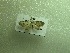  ( - NIBGE MOT-01217)  @12 [ ] CreativeCommons - Attribution Non-Commercial Share-Alike (2011) Muhammad Ashfaq National Institute for Biotechnology and Genetic Engineering Faisalabad Pakistan