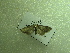  ( - NIBGE MOT-01218)  @12 [ ] CreativeCommons - Attribution Non-Commercial Share-Alike (2011) Muhammad Ashfaq National Institute for Biotechnology and Genetic Engineering Faisalabad Pakistan