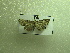  (Nola PK01 - NIBGE MOT-01220)  @12 [ ] CreativeCommons - Attribution Non-Commercial Share-Alike (2011) Muhammad Ashfaq National Institute for Biotechnology and Genetic Engineering Faisalabad Pakistan
