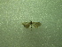  ( - NIBGE MOT-01229)  @12 [ ] CreativeCommons - Attribution Non-Commercial Share-Alike (2011) Muhammad Ashfaq National Institute for Biotechnology and Genetic Engineering Faisalabad Pakistan