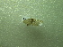  ( - NIBGE MOT-01231)  @12 [ ] CreativeCommons - Attribution Non-Commercial Share-Alike (2011) Muhammad Ashfaq National Institute for Biotechnology and Genetic Engineering Faisalabad Pakistan
