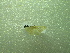  ( - NIBGE MOT-01237)  @12 [ ] CreativeCommons - Attribution Non-Commercial Share-Alike (2011) Muhammad Ashfaq National Institute for Biotechnology and Genetic Engineering Faisalabad Pakistan