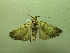  ( - NIBGE MOT-01262)  @12 [ ] CreativeCommons - Attribution Non-Commercial Share-Alike (2011) Muhammad Ashfaq National Institute for Biotechnology and Genetic Engineering Faisalabad Pakistan