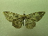  ( - NIBGE MOT-01265)  @13 [ ] CreativeCommons - Attribution Non-Commercial Share-Alike (2011) Muhammad Ashfaq National Institute for Biotechnology and Genetic Engineering Faisalabad Pakistan