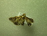  ( - NIBGE MOT-01304)  @13 [ ] CreativeCommons - Attribution Non-Commercial Share-Alike (2011) Muhammad Ashfaq National Institute for Biotechnology and Genetic Engineering Faisalabad Pakistan
