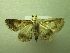  ( - NIBGE MOT-01315)  @13 [ ] CreativeCommons - Attribution Non-Commercial Share-Alike (2011) Muhammad Ashfaq National Institute for Biotechnology and Genetic Engineering Faisalabad Pakistan
