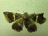  (Dysgonia PK03 - NIBGE MOT-01346)  @13 [ ] CreativeCommons - Attribution Non-Commercial Share-Alike (2011) Muhammad Ashfaq National Institute for Biotechnology and Genetic Engineering Faisalabad Pakistan